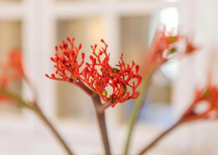 Διαμέρισμα Living & Lifestyle - - By Hello Sea Homes Κλαϊπέντα